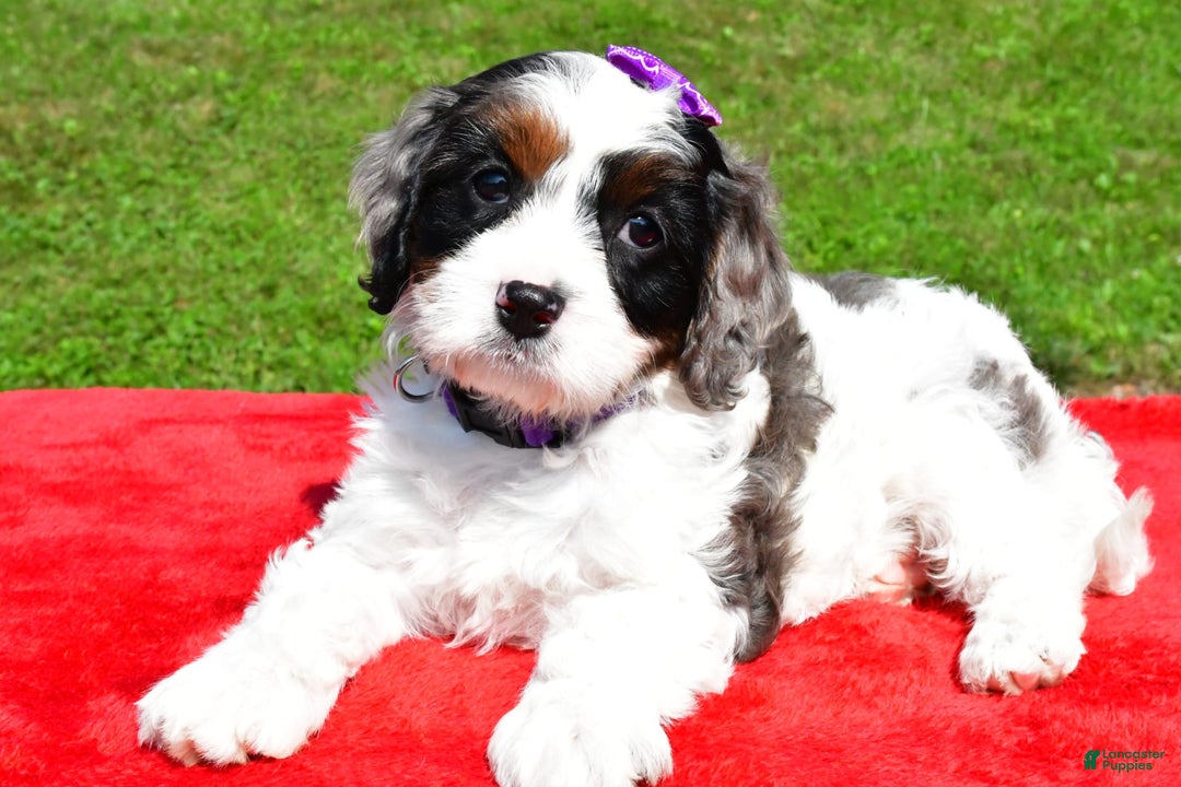 Cavapoo dogs for sale: Chloe - Image 4