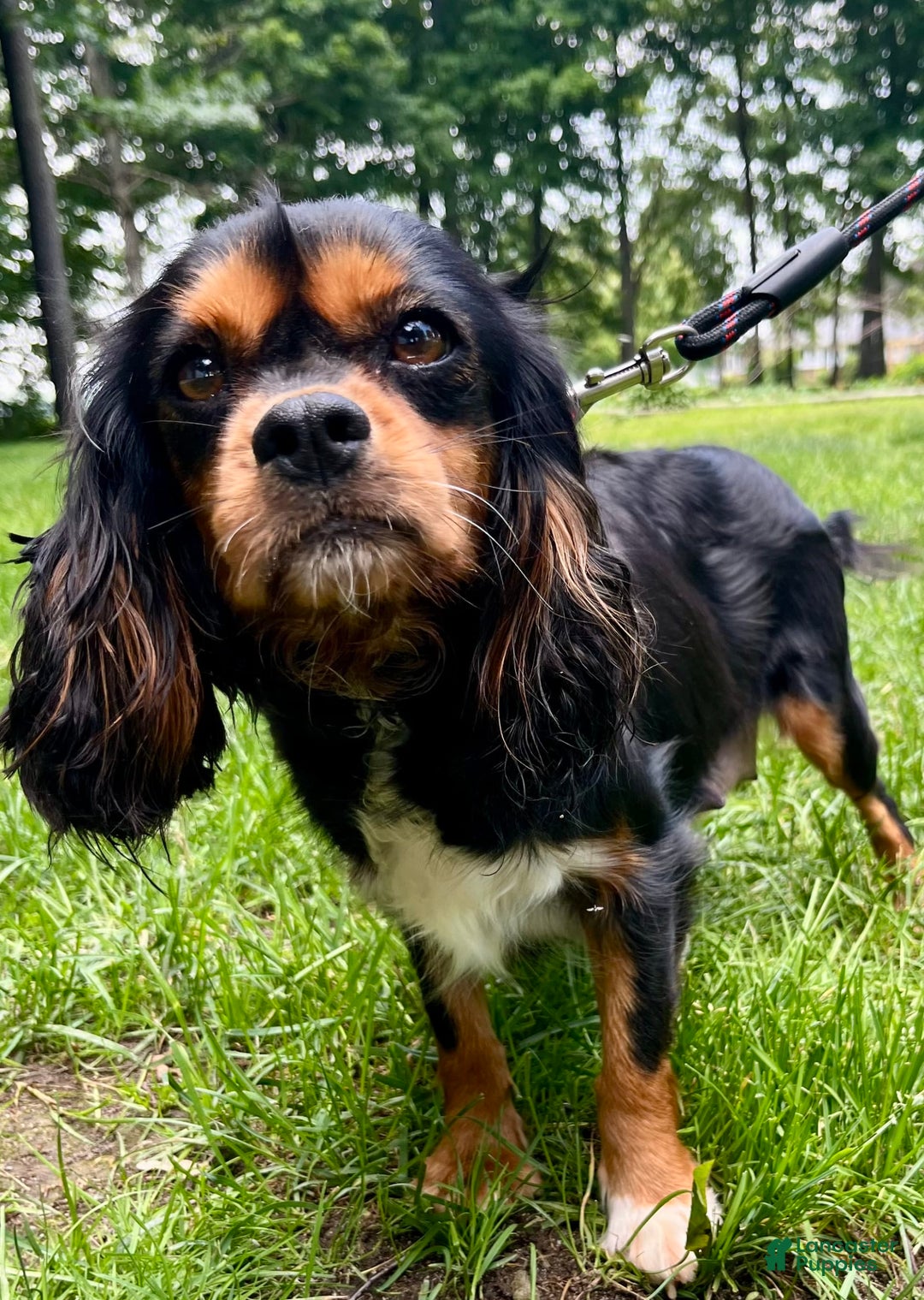 Cavapoo dogs for sale: Leo - Image 14