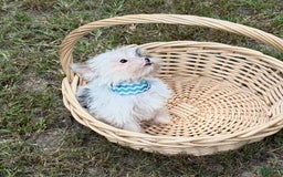 Yorkshire Terrier dogs for sale: Daniel - Image 2
