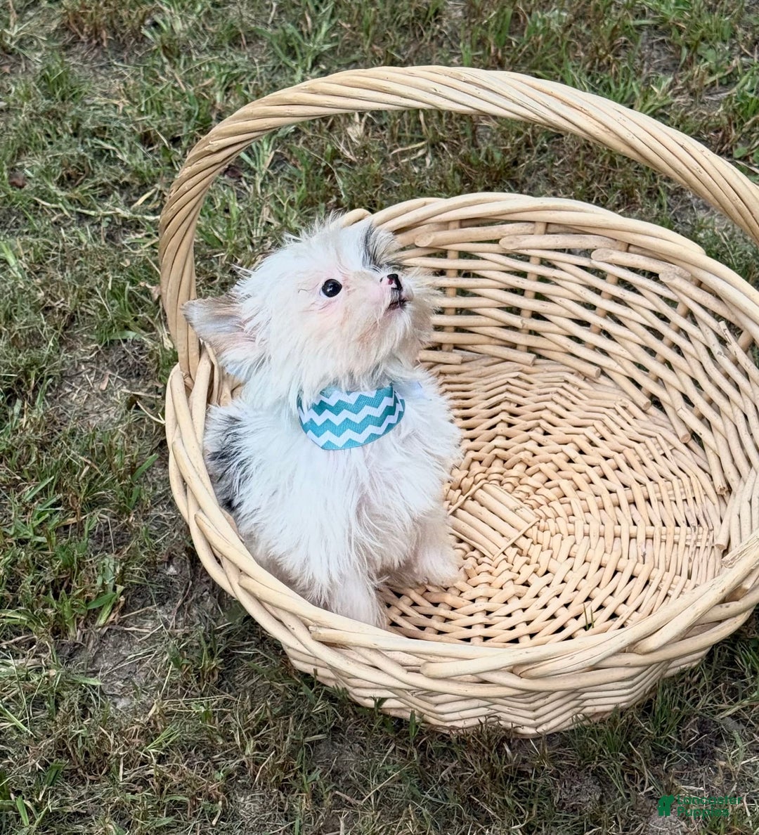 Yorkshire Terrier dogs for sale: Daniel - Image 2