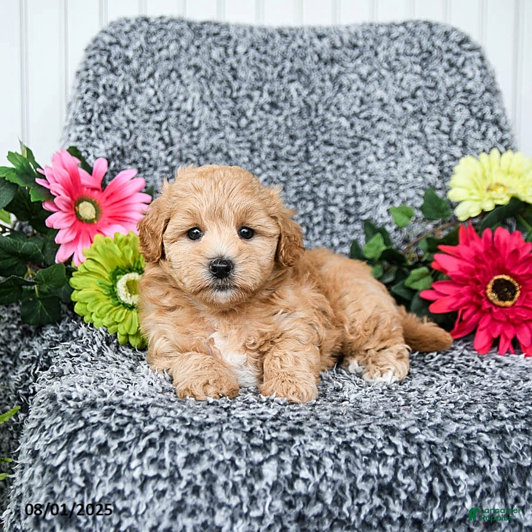 Maltipoo dogs for sale: Blossom - Image 3