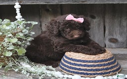 Aussiedoodle dogs for sale: Megan - Image 3