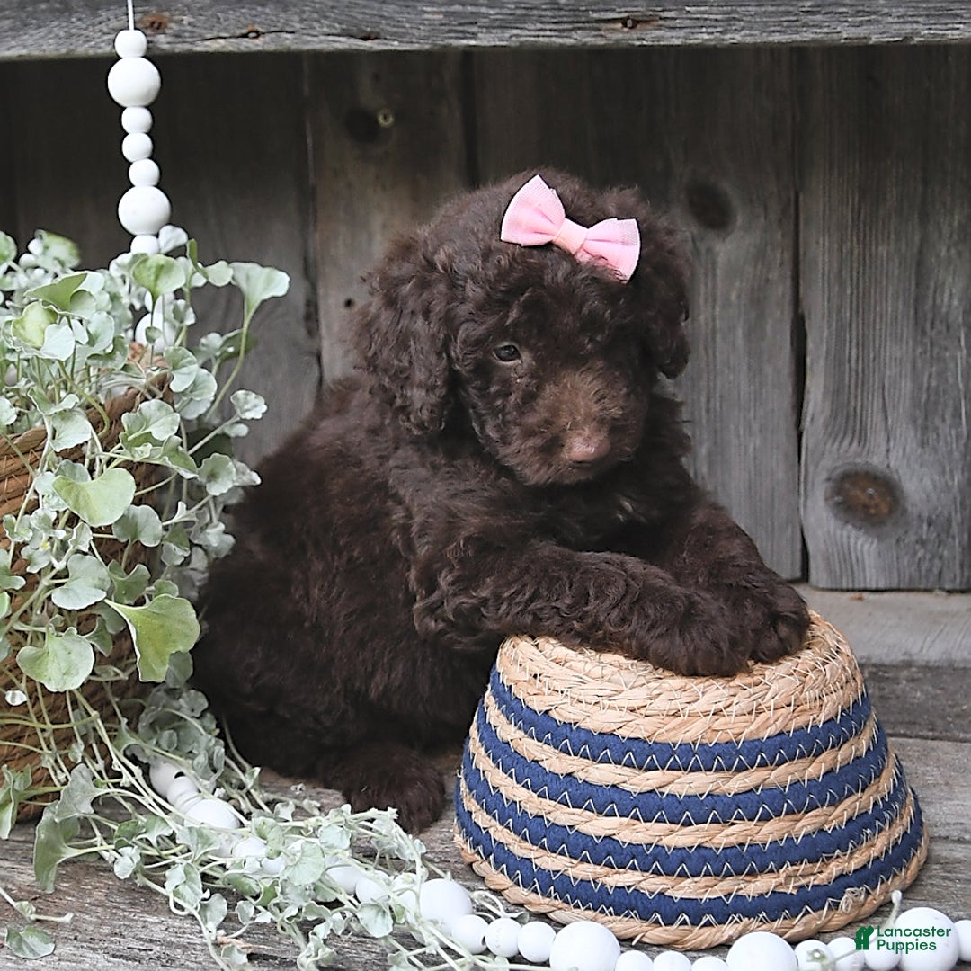 Aussiedoodle dogs for sale: Megan - Image 3