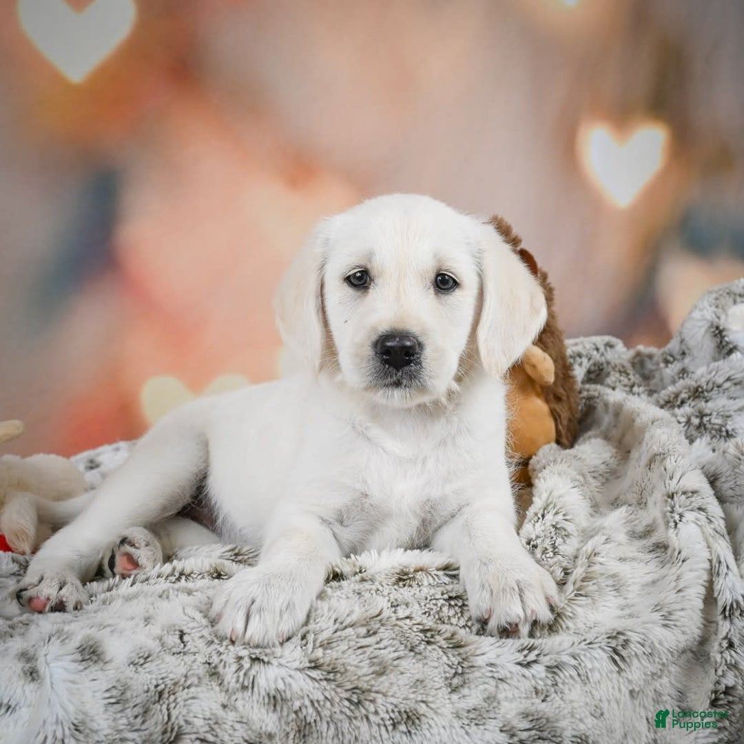 Labradoodle dogs for sale: Rain - Image 7