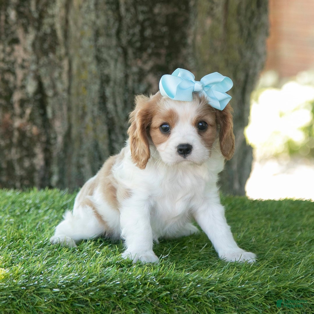 Cavalier King Charles Spaniel dogs for sale: Sasha - Image 4