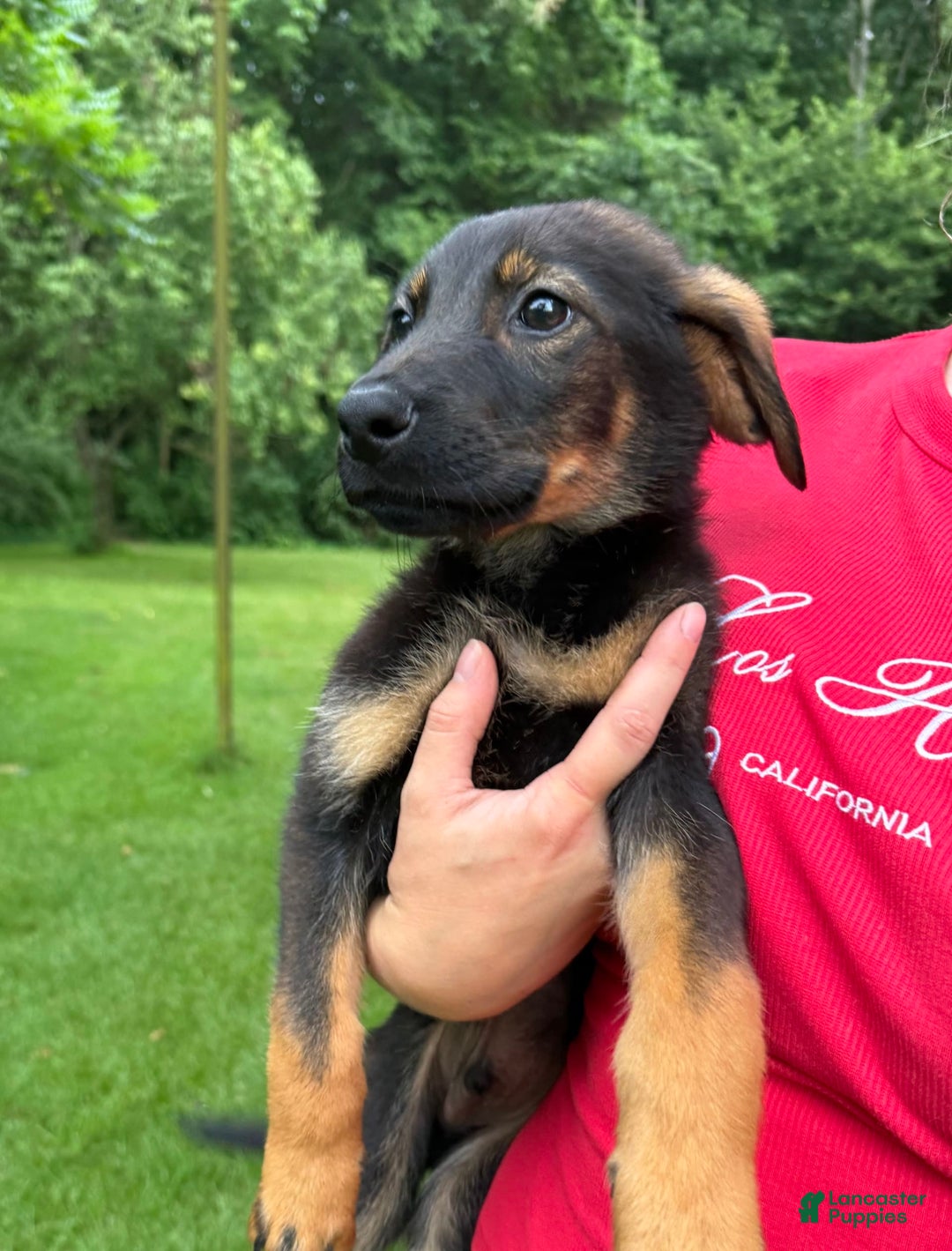 German Shepherd dogs for sale: Loki - Image 6