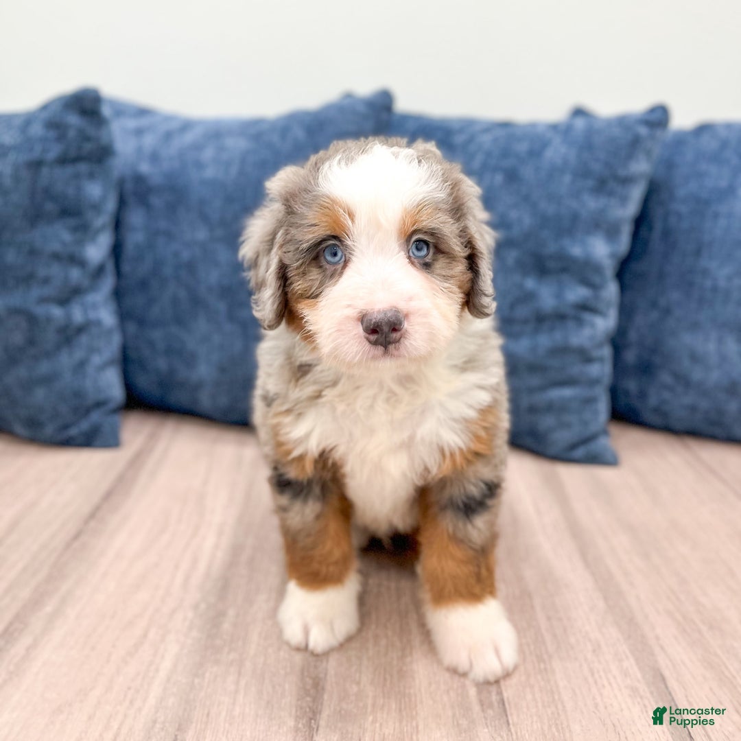 Mini Bernedoodle dogs for sale: Jack - Image 5