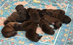 Belgian Malinois dogs for sale: Belgian Malinois Female - Image 5