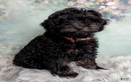 Shihpoo dogs for sale: Callie - Image 4