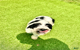 Goldendoodle dogs for sale: Oreo - Image 1