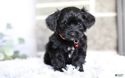 Yorkiepoo dogs for sale: Button - Image 6