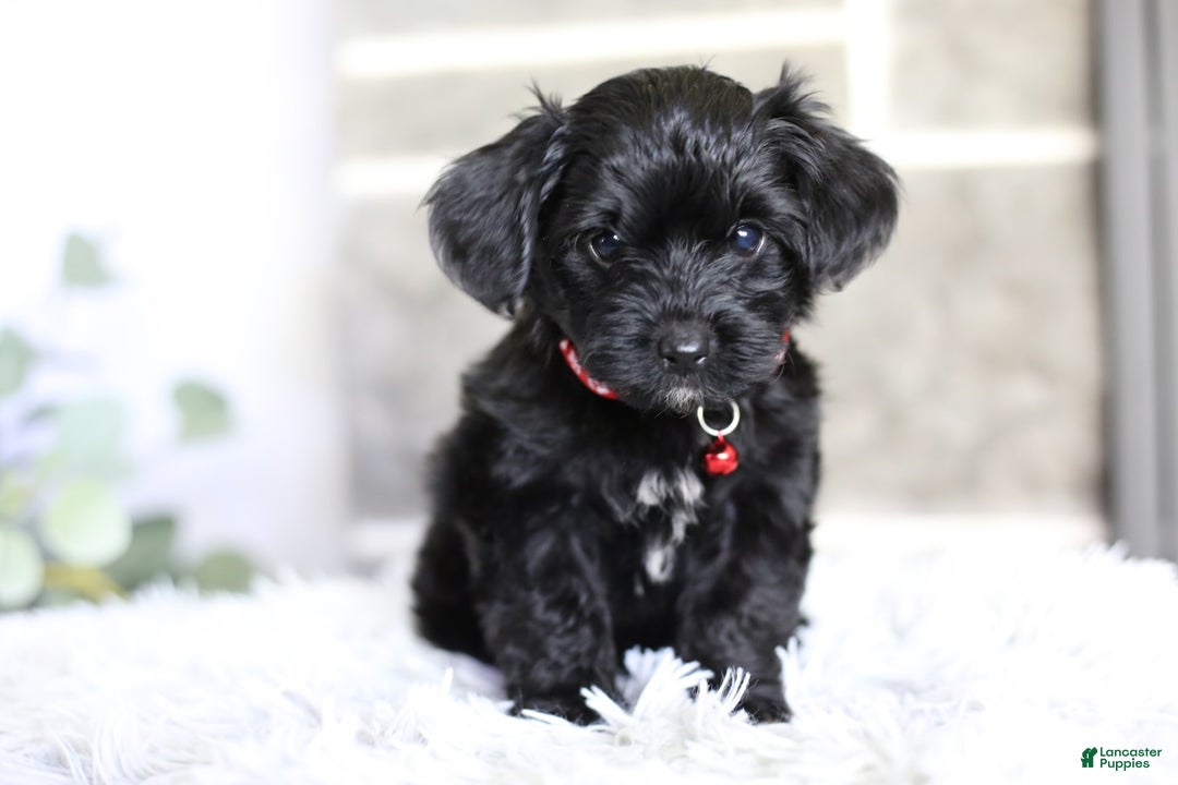 Yorkiepoo dogs for sale: Button - Image 6