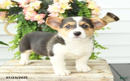 Welsh Corgi Pembroke dogs for sale: Polly - Image 2