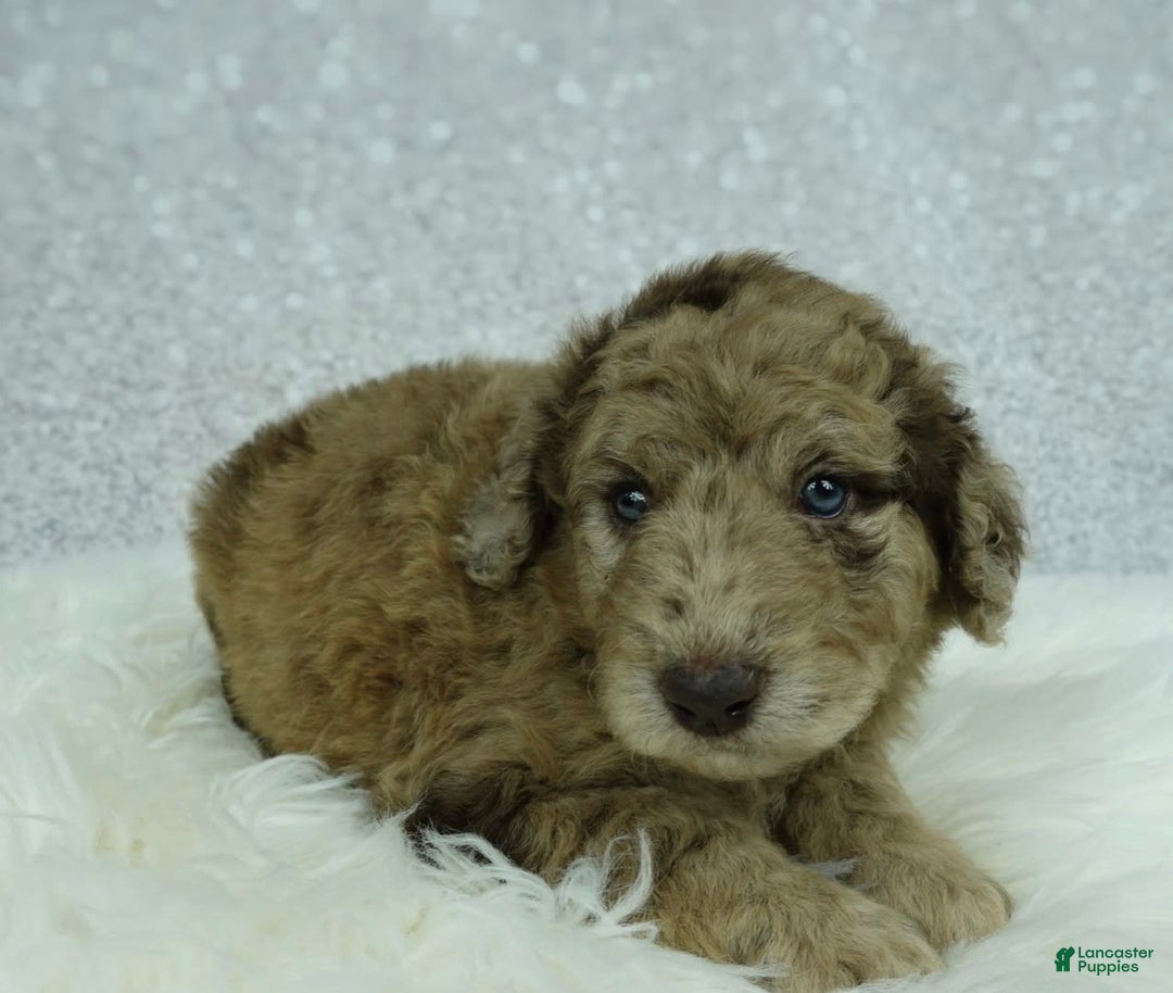 Newfypoo dogs for sale: Maggie F1b - Image 4