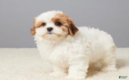 Teddy Bear dogs for sale: Cooper - Image 3