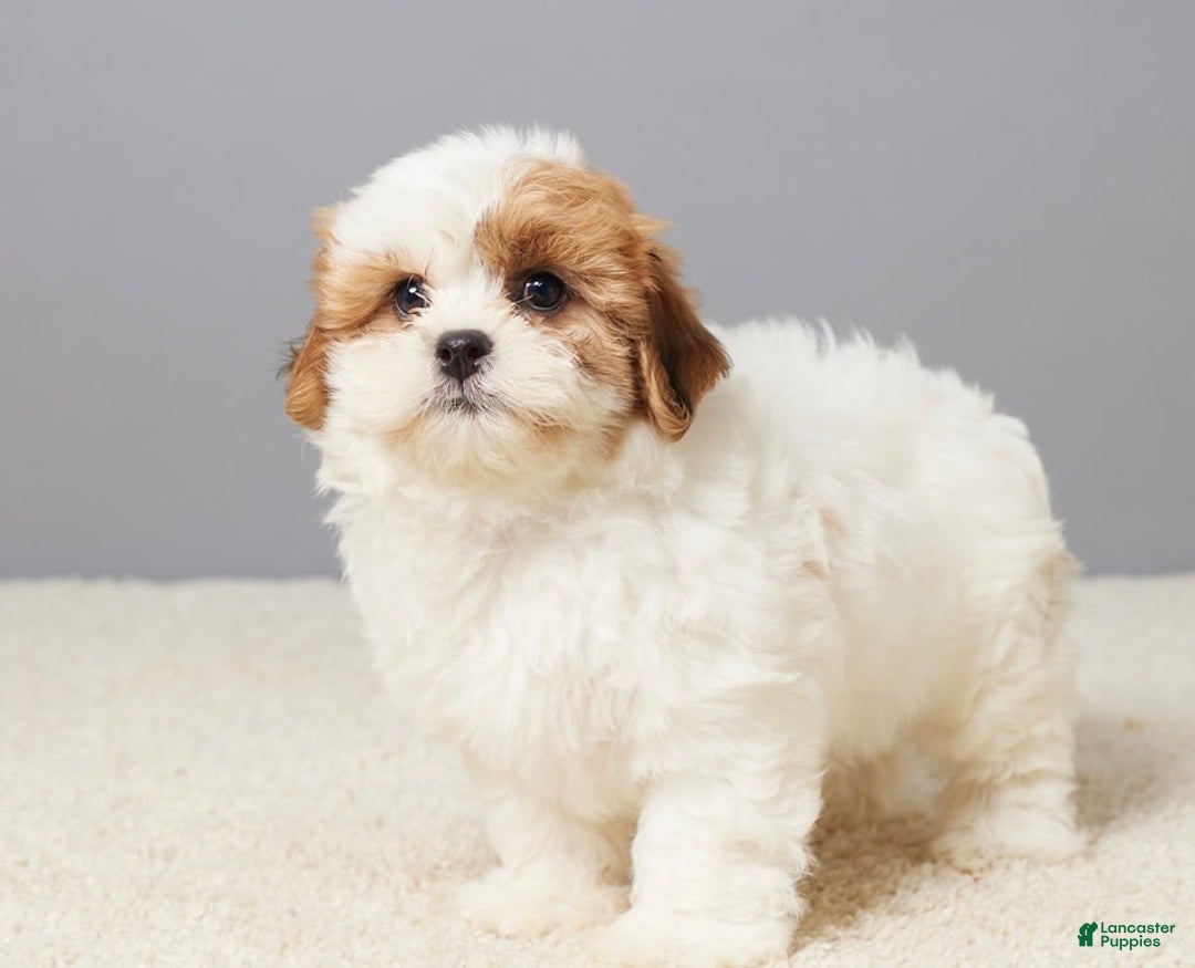 Teddy Bear dogs for sale: Cooper - Image 3