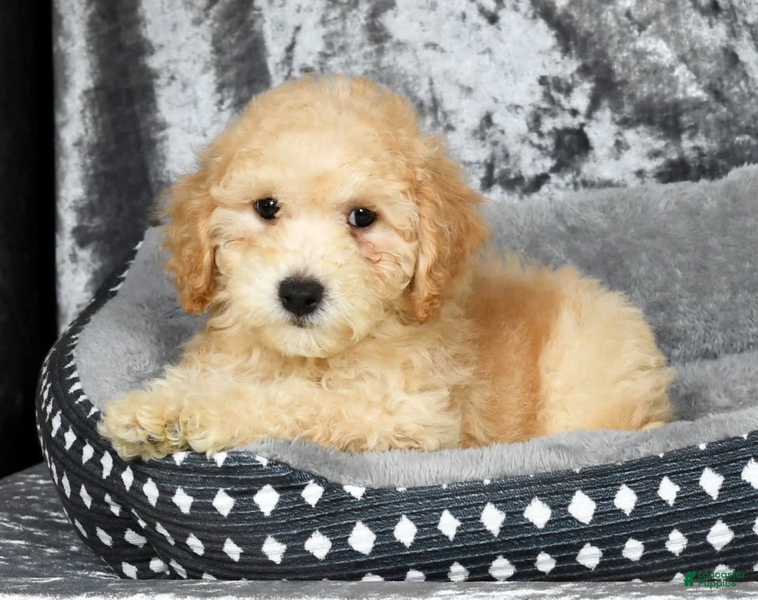 Bichpoo dogs for sale: Kip - Image 8