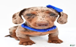 Miniature Dachshund dogs for sale: Griffin - Image 1
