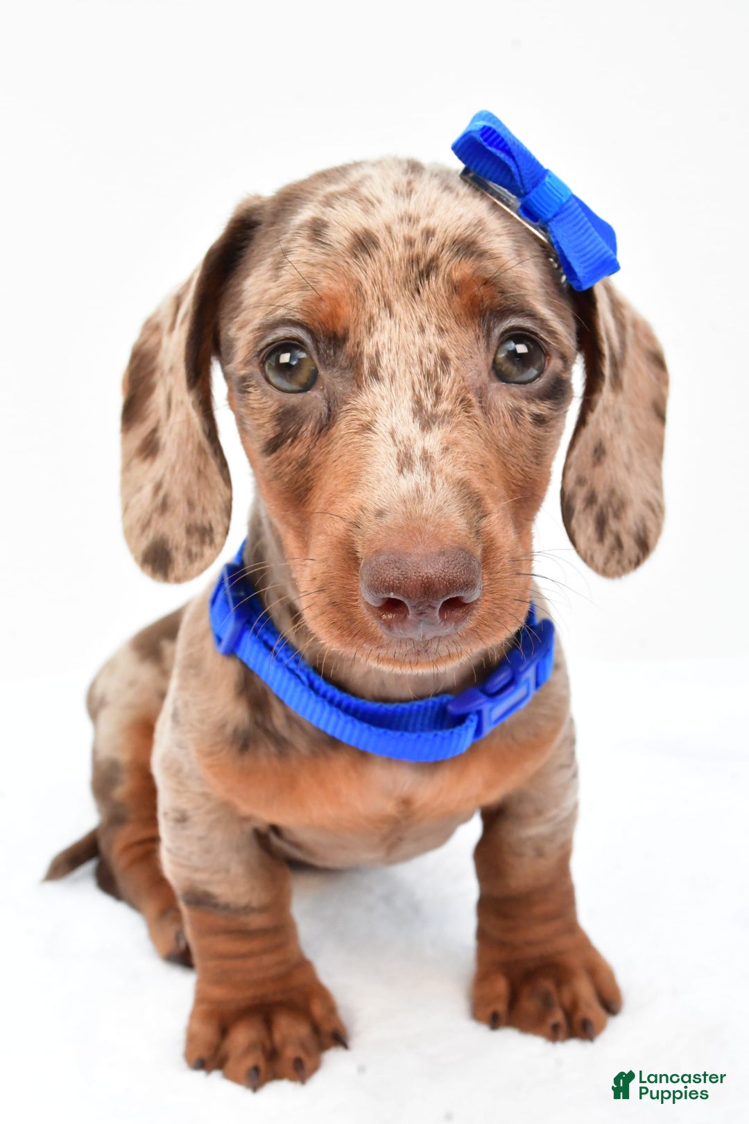 Miniature Dachshund dogs for sale: Griffin - Image 1