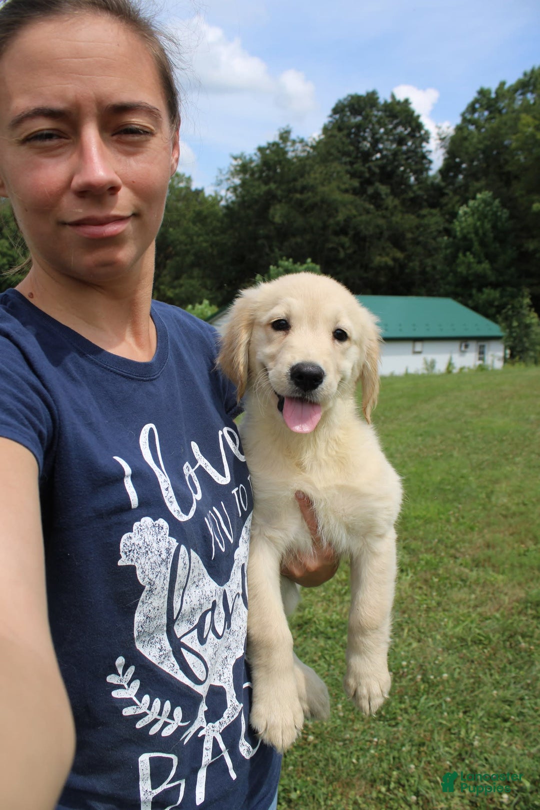 Golden Retriever dogs for sale: Costa - Image 7