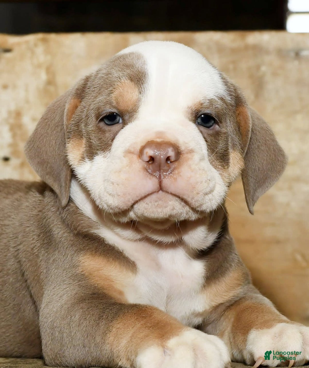 Beabull dogs for sale: Finn - Image 5