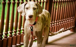 Great Dane dogs for sale: Jovie - Image 8