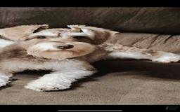 Miniature Schnauzer dogs for sale: Skyland - Image 6