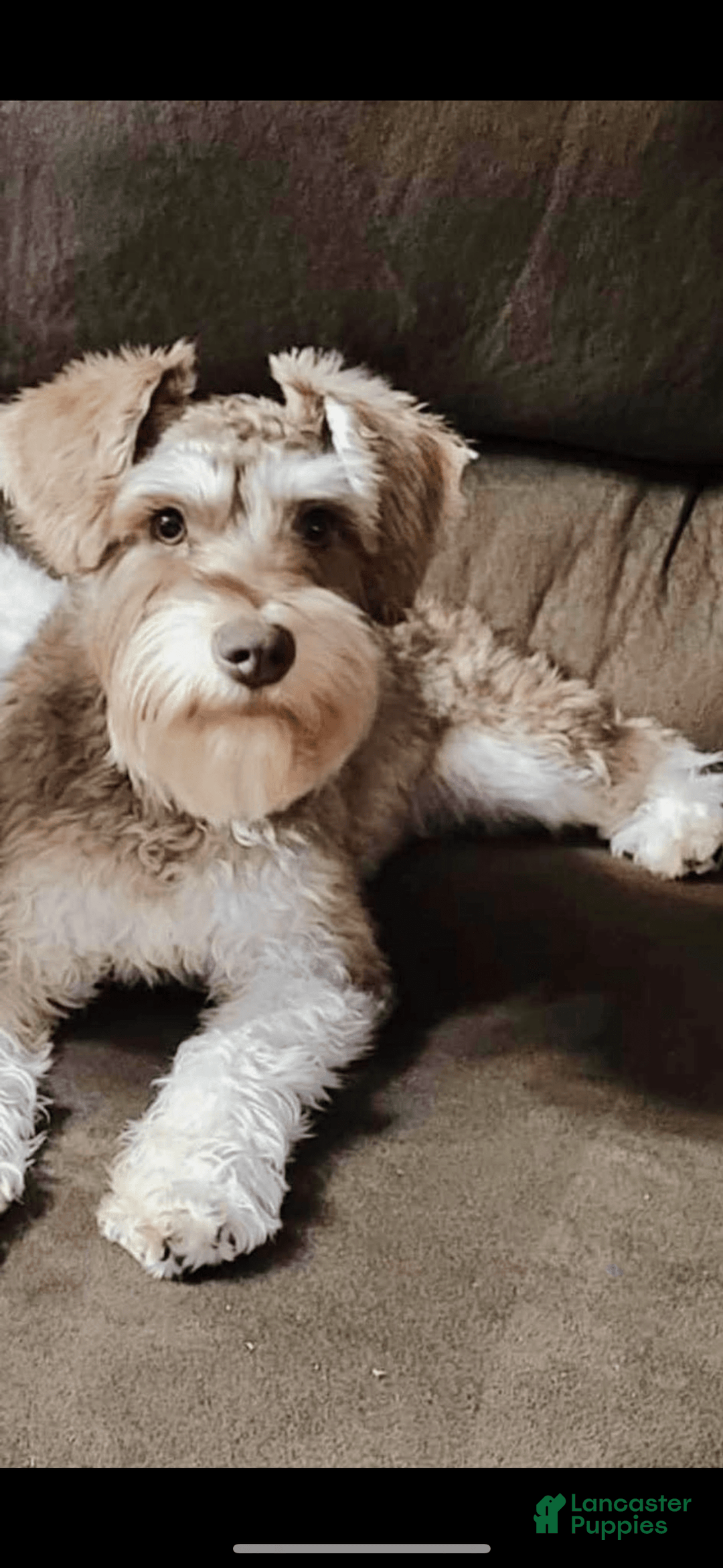 Miniature Schnauzer dogs for sale: Skyland - Image 6