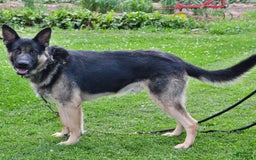 German Shepherd dogs for sale: Dahlia - Image 5