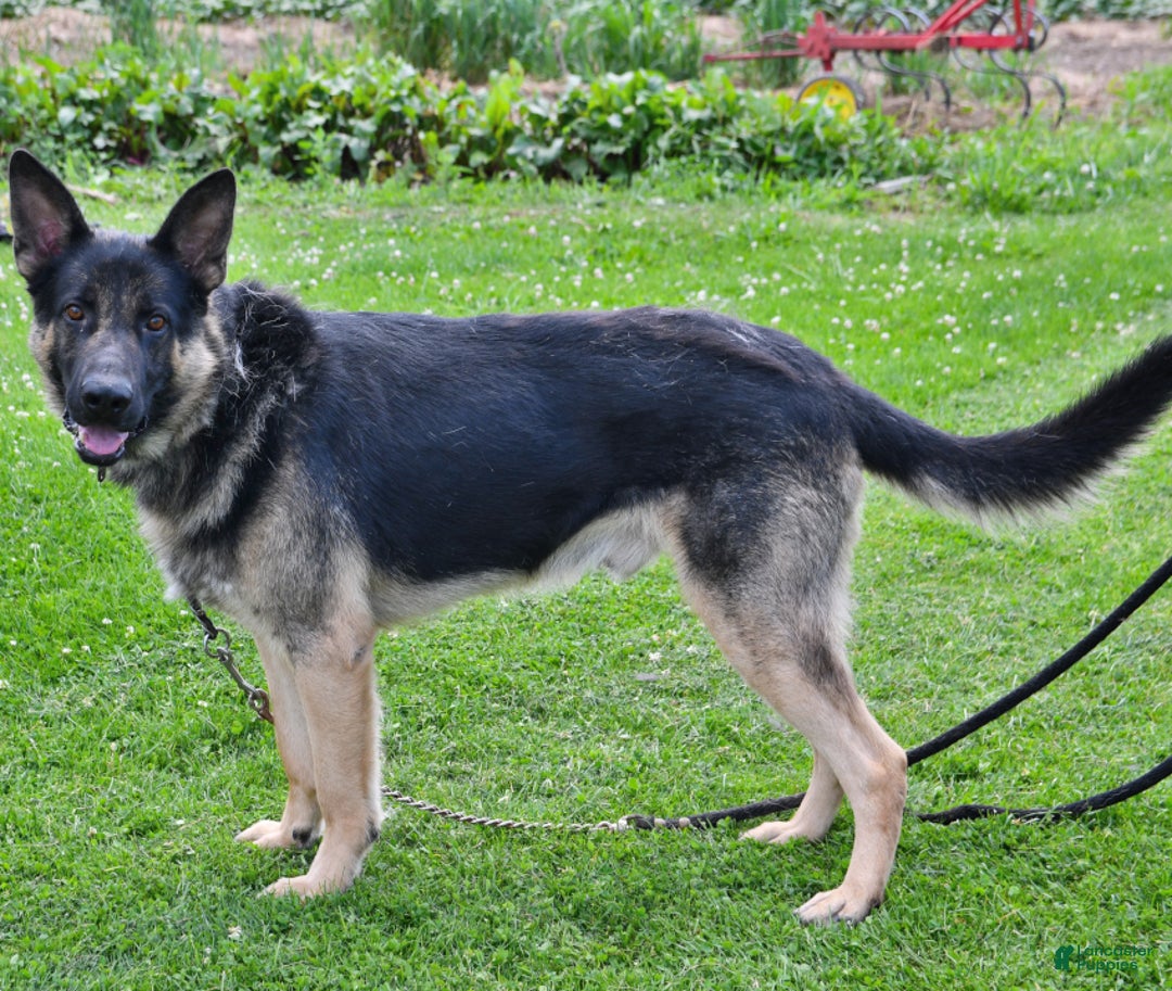 German Shepherd dogs for sale: Dahlia - Image 5