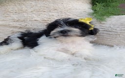 Teddy Bear dogs for sale: Teddy Bear 6 puppies - Image 2