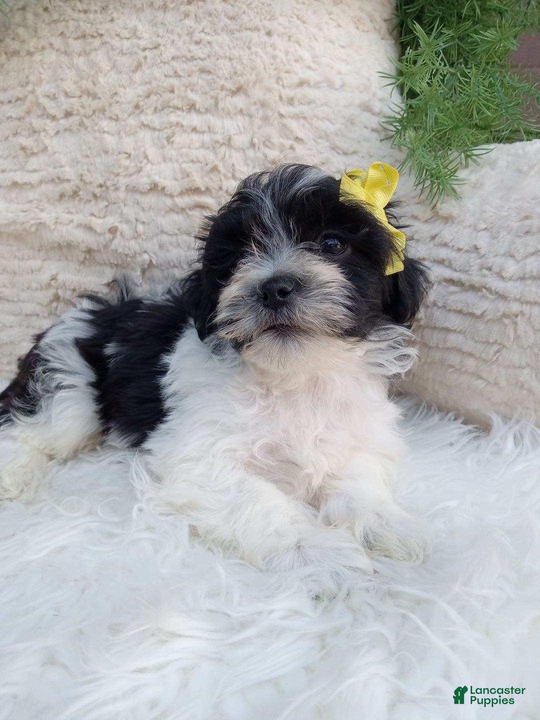 Teddy Bear dogs for sale: Teddy Bear 6 puppies - Image 2