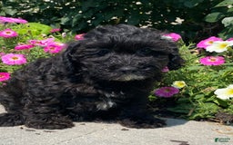 Lhasapoo dogs for sale: Jorden - Image 1