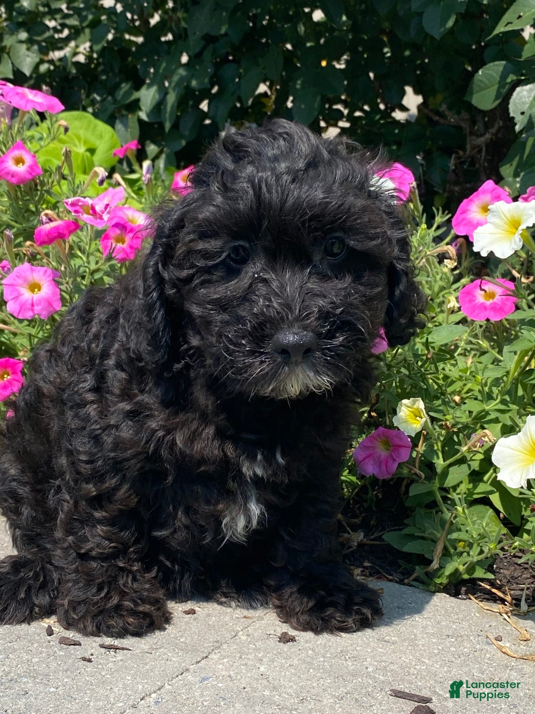Lhasapoo dogs for sale: Jorden - Image 1