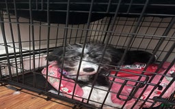 Aussiedoodle dogs for sale: Honey - Image 1