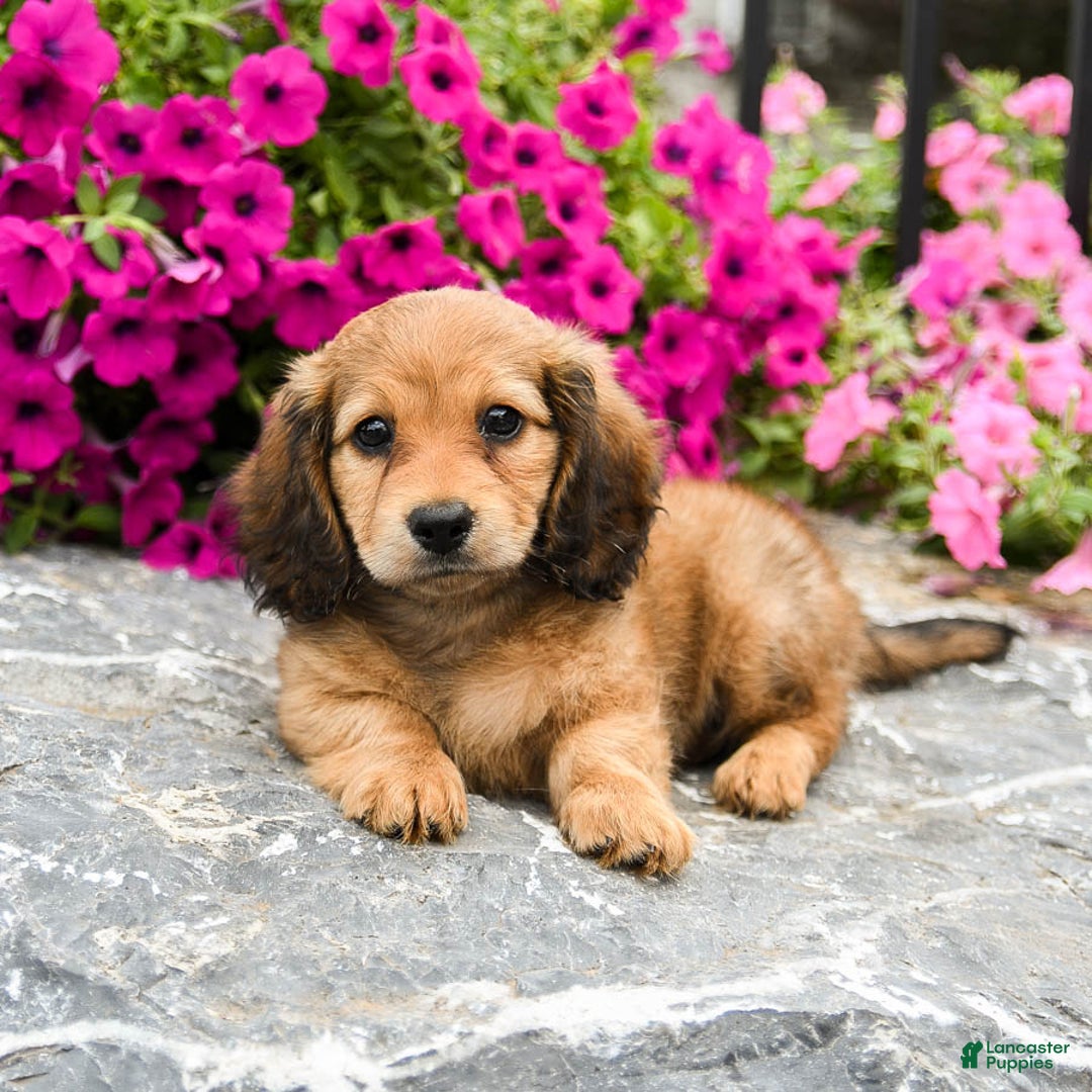 Miniature Dachshund dogs for sale: Reese - Image 3