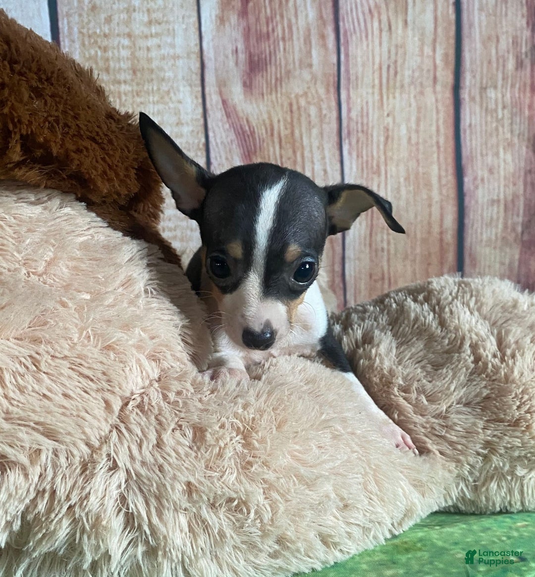 Toy Fox Terrier dogs for sale: Biggie - Image 11