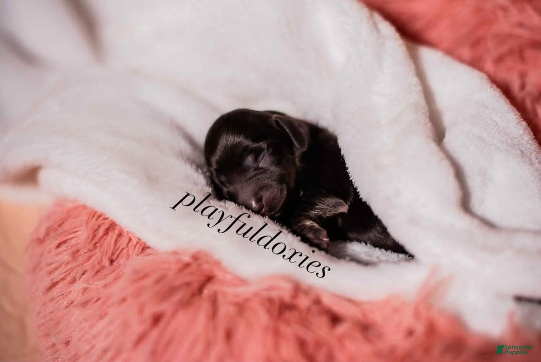 Miniature Dachshund dogs for sale: Black And Tan Girl - Image 3