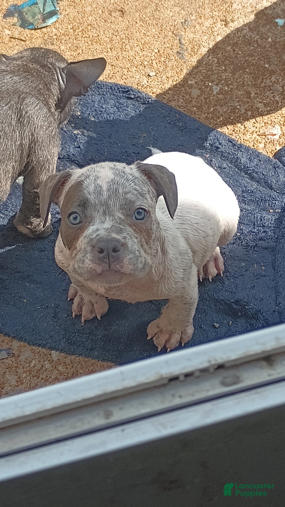 American Bully dogs for sale: Lookout - Image 3