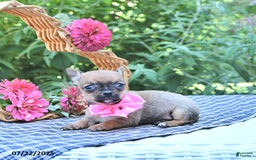 Chihuahua dogs for sale: Holly - Image 4