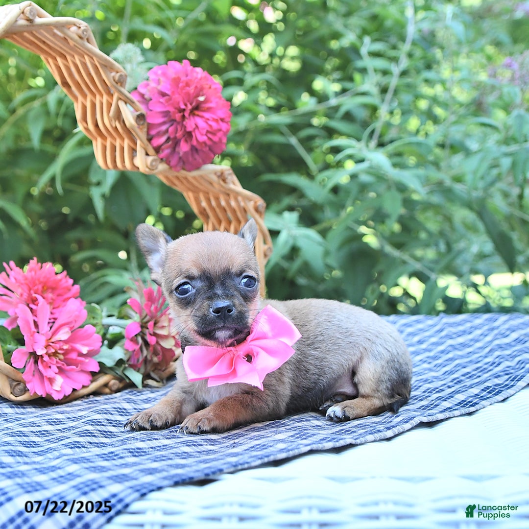Chihuahua dogs for sale: Holly - Image 4