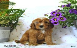 Cavapoo dogs for sale: Wallace - Image 2