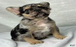 French Bulldog dogs for sale: Kingston - Image 3
