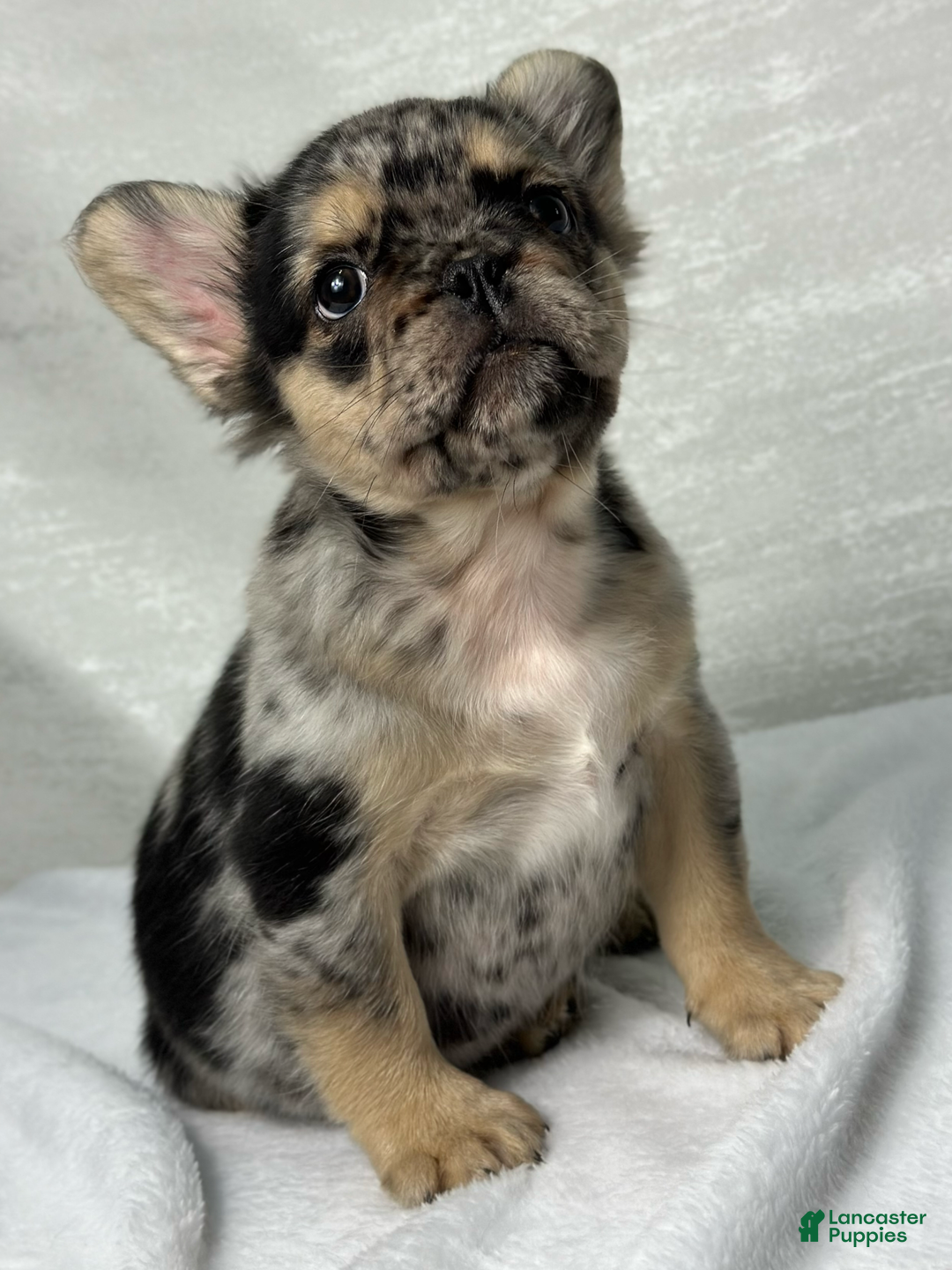 French Bulldog dogs for sale: Kingston - Image 3