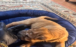 Shar Pei dogs for sale: Nior - Image 9