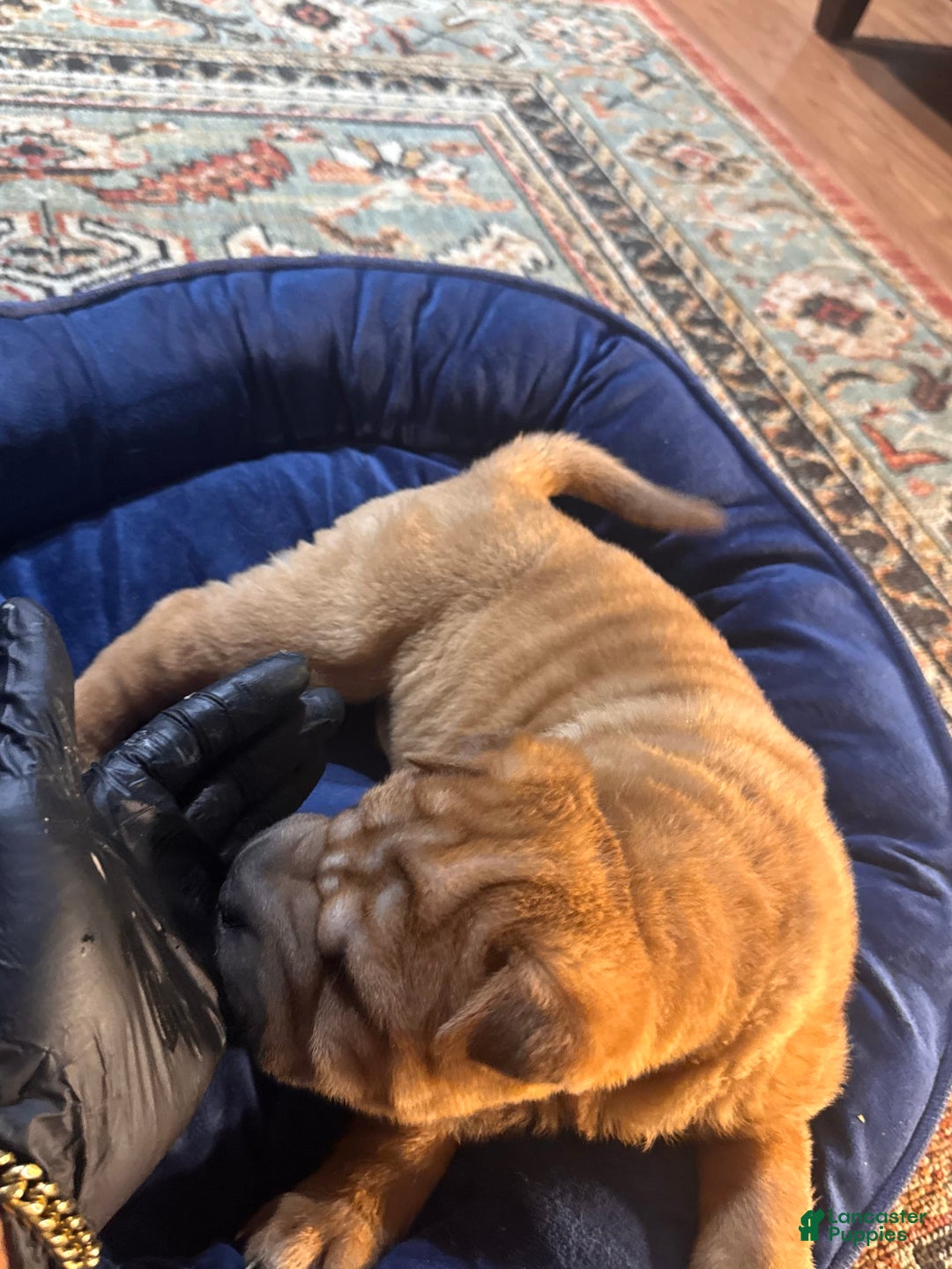 Shar Pei dogs for sale: Nior - Image 9