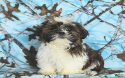 Shih Tzu dogs for sale: Everest - Image 16