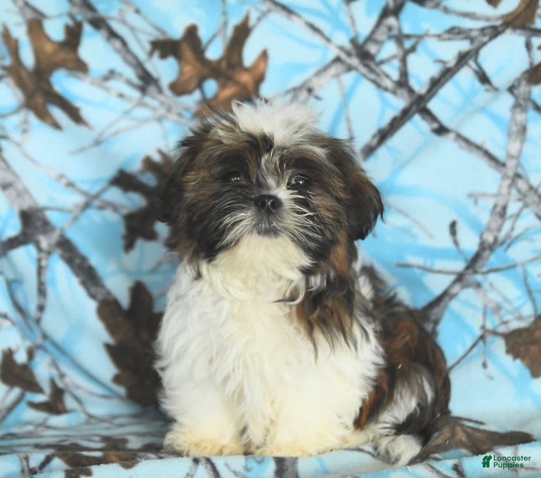 Shih Tzu dogs for sale: Everest - Image 16