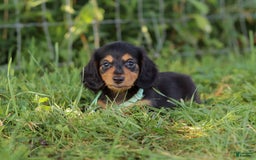 Miniature Dachshund dogs for sale: Sally - Image 6
