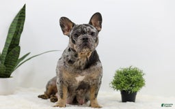 French Bulldog dogs for sale: Mario - Image 9